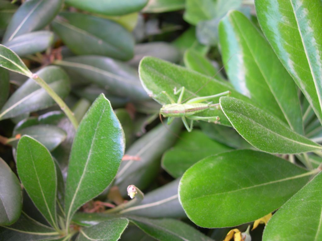 Ninfa di Tettigonia viridissima