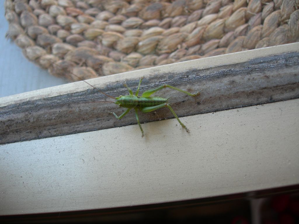 Tettigoniidae: Tettigonia viridissima,  giovane maschio