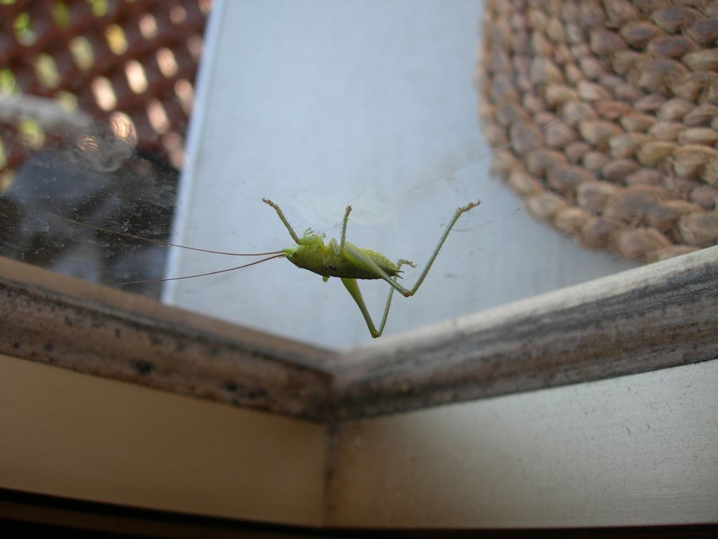 Tettigoniidae: Tettigonia viridissima,  giovane maschio