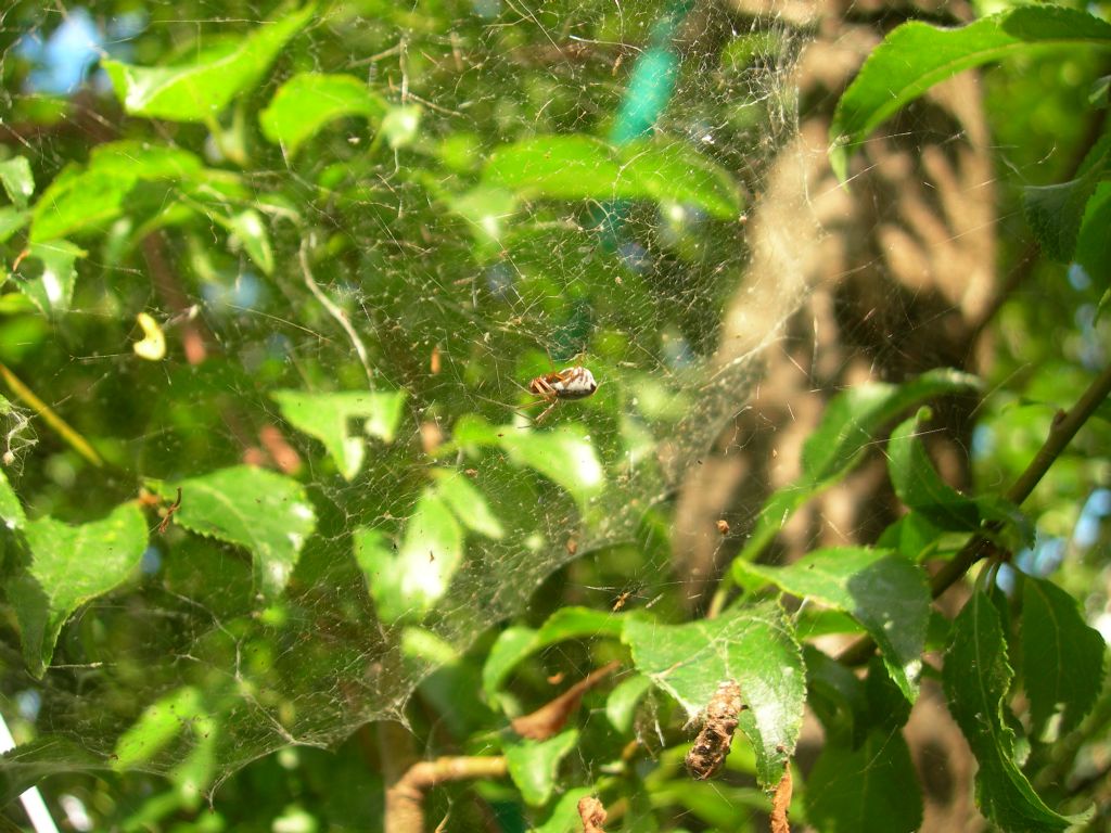 Linyphiidae ?  S, Frontinellina frutetorum - Valpiana (GR)