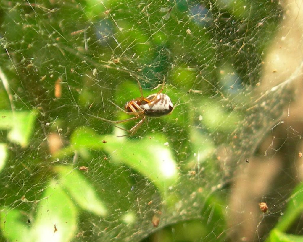 Linyphiidae ?  S, Frontinellina frutetorum - Valpiana (GR)