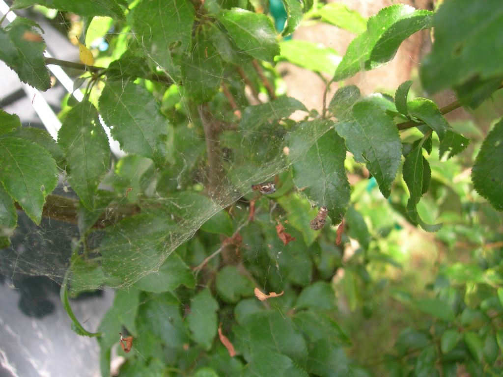 Linyphiidae ?  S, Frontinellina frutetorum - Valpiana (GR)