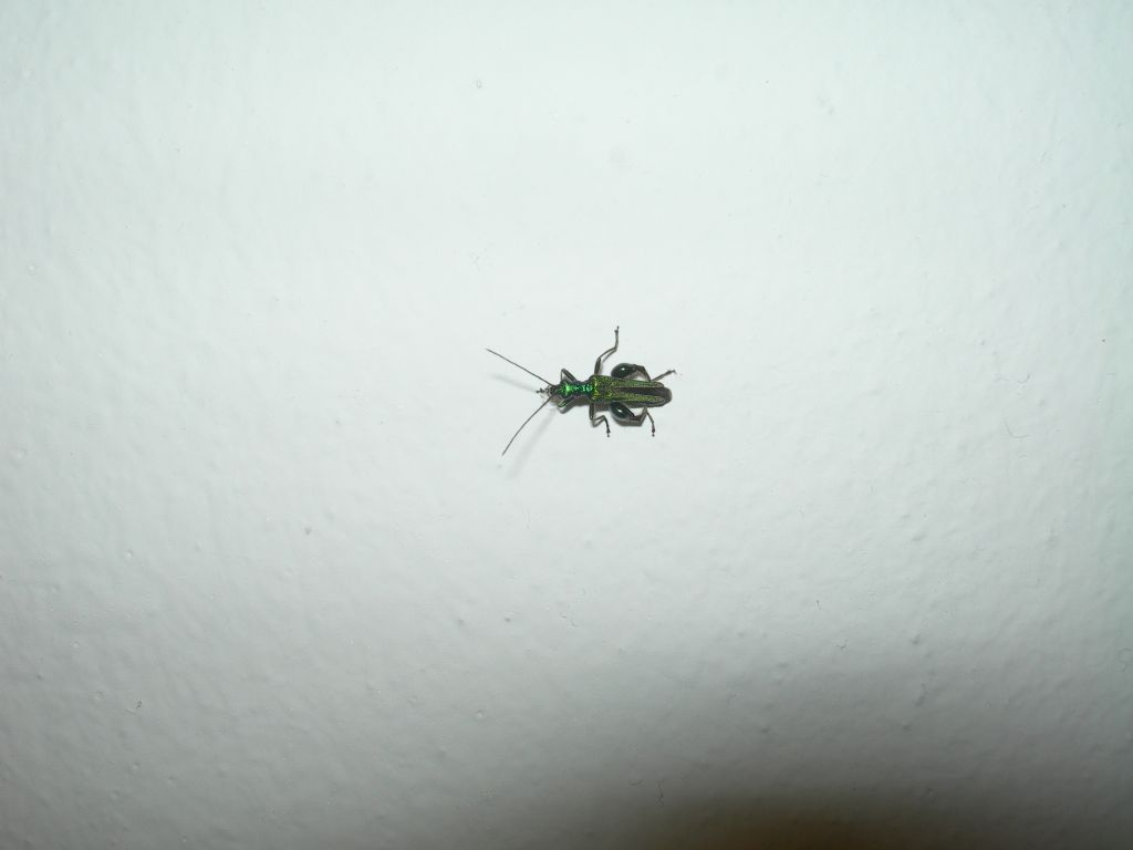 Oedemera nobilis, maschio, Oedemeridae