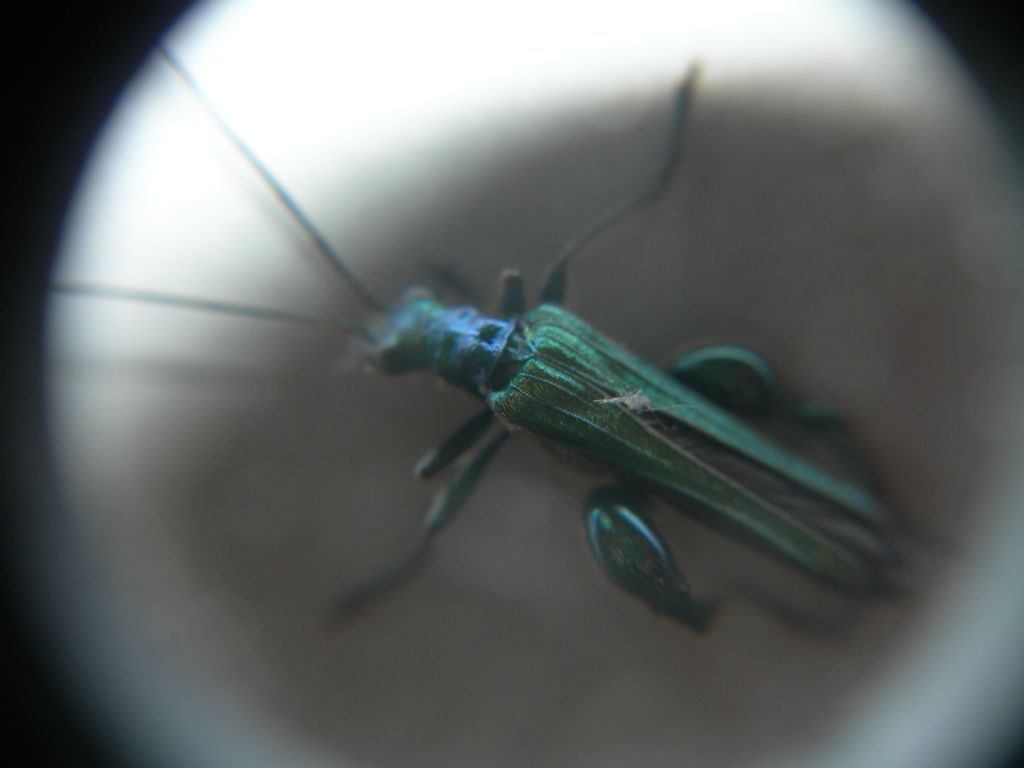 Oedemera nobilis, maschio, Oedemeridae