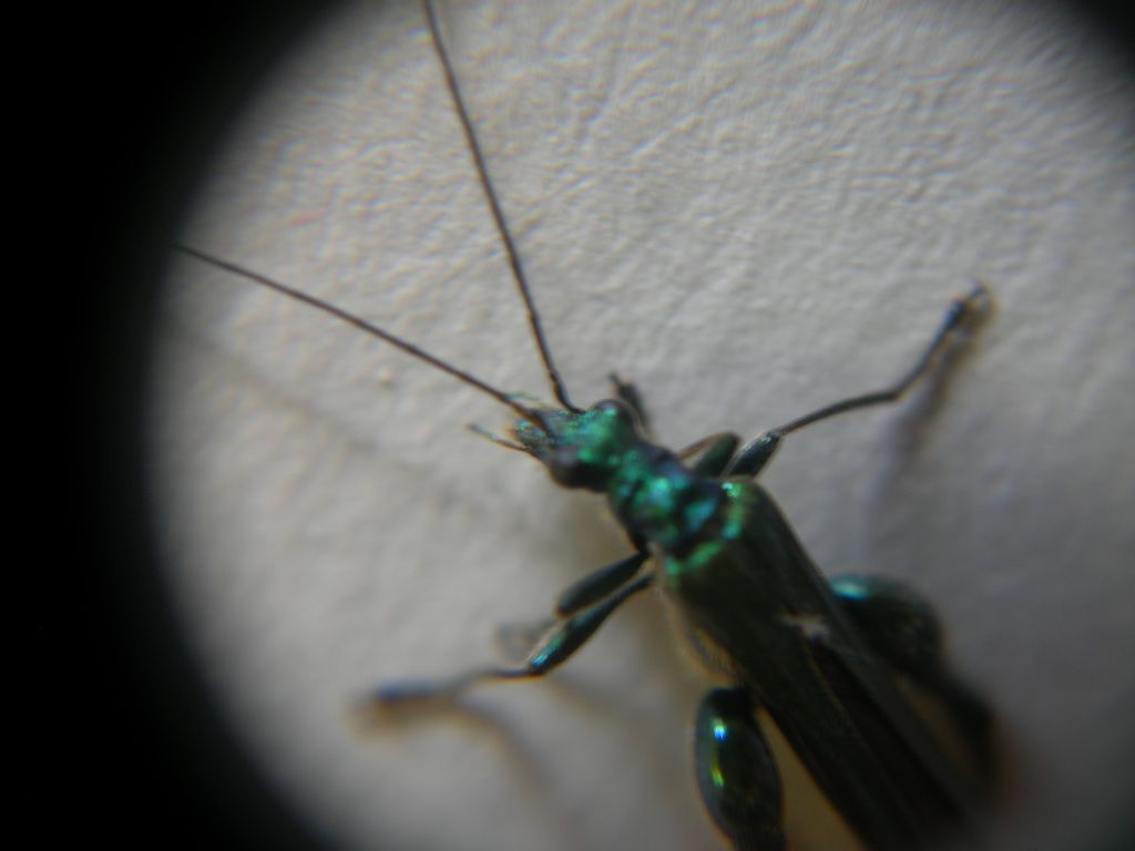 Oedemera nobilis, maschio, Oedemeridae