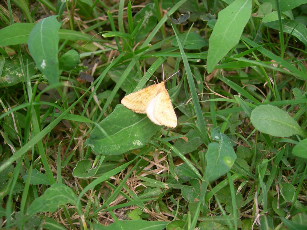 notturna da id: Aspitates ochrearia - Geometridae