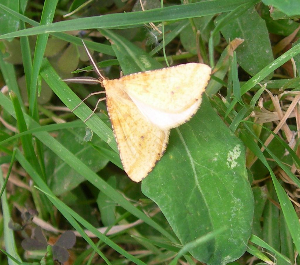 notturna da id: Aspitates ochrearia - Geometridae