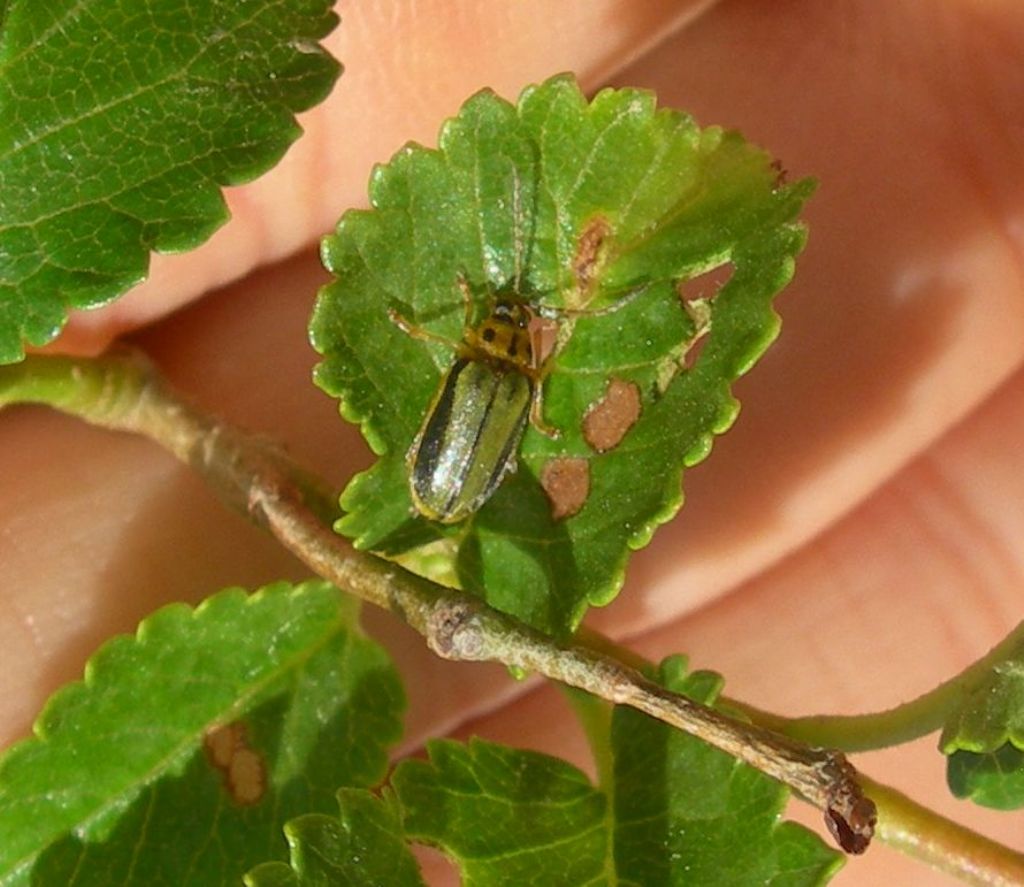 Xanthogaleruca luteola, Chrysomelidae