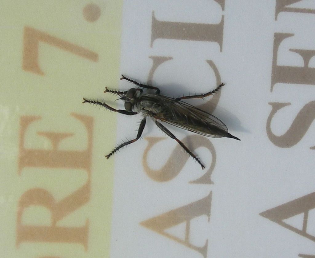 Asilide ? Si. Neomochtherus sp. femmina