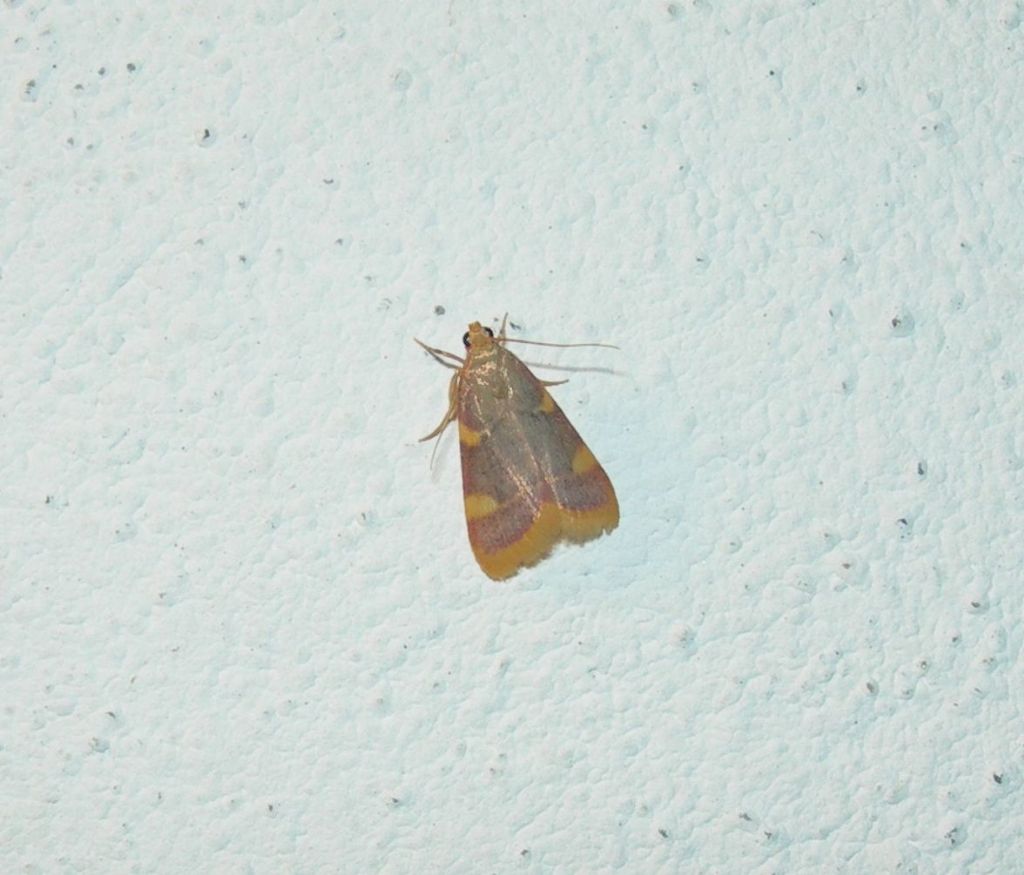 Hypsopigia costalis, Pyralidae