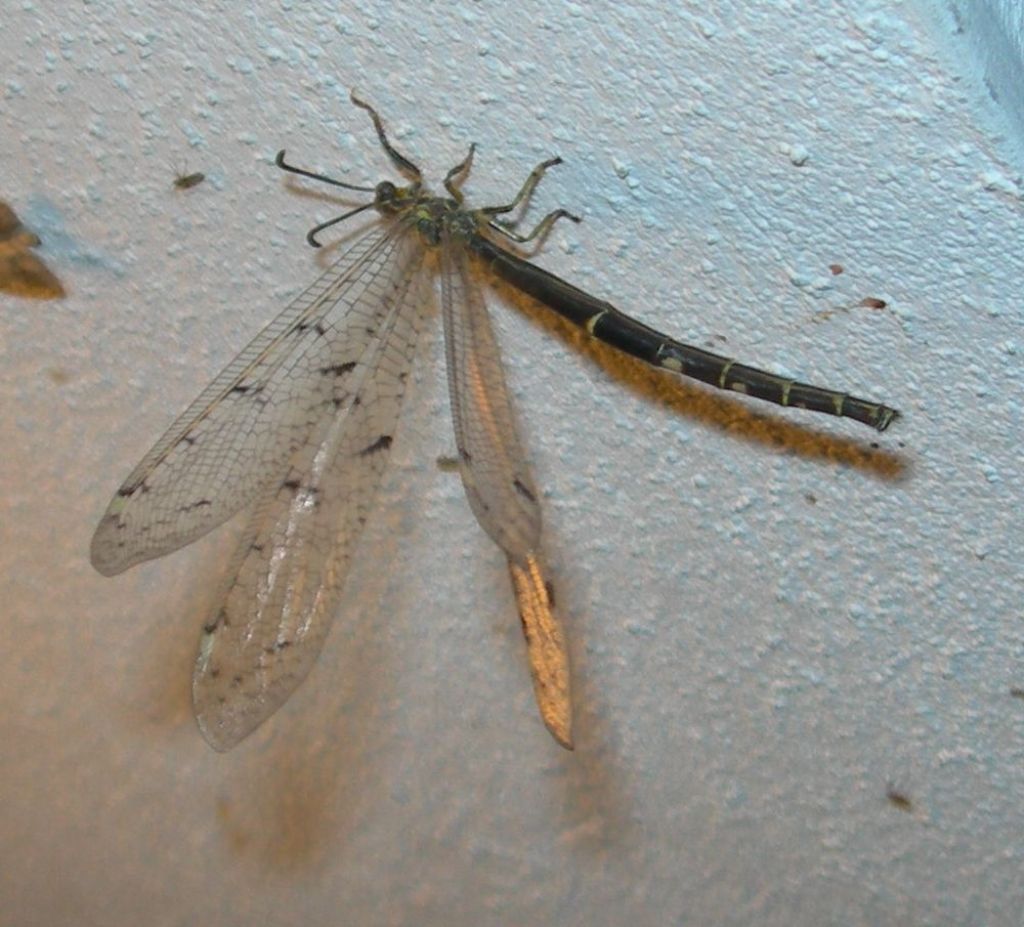 Myrmeleontidae:  Distoleon tetragrammicus, maschio