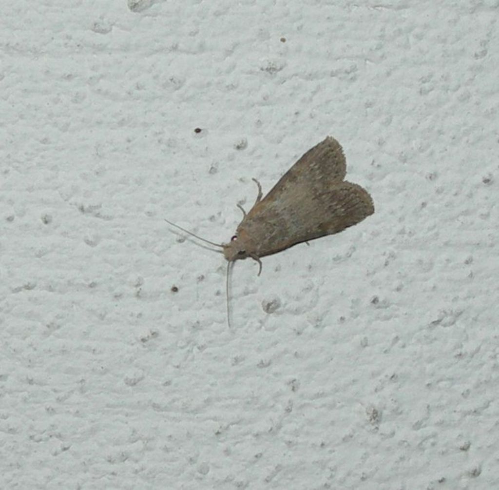 Pyralidae? S, Lamoria anella