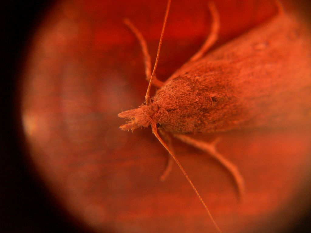 Pyralidae? S, Lamoria anella