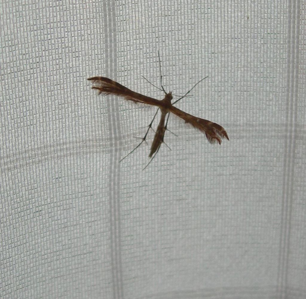 Pterophoride bello: Capperia?  (Cfr) Oxyptilus.