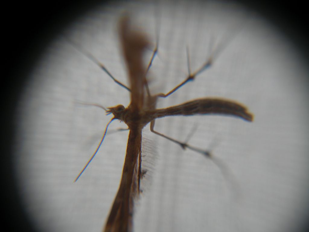 Pterophoride bello: Capperia?  (Cfr) Oxyptilus.