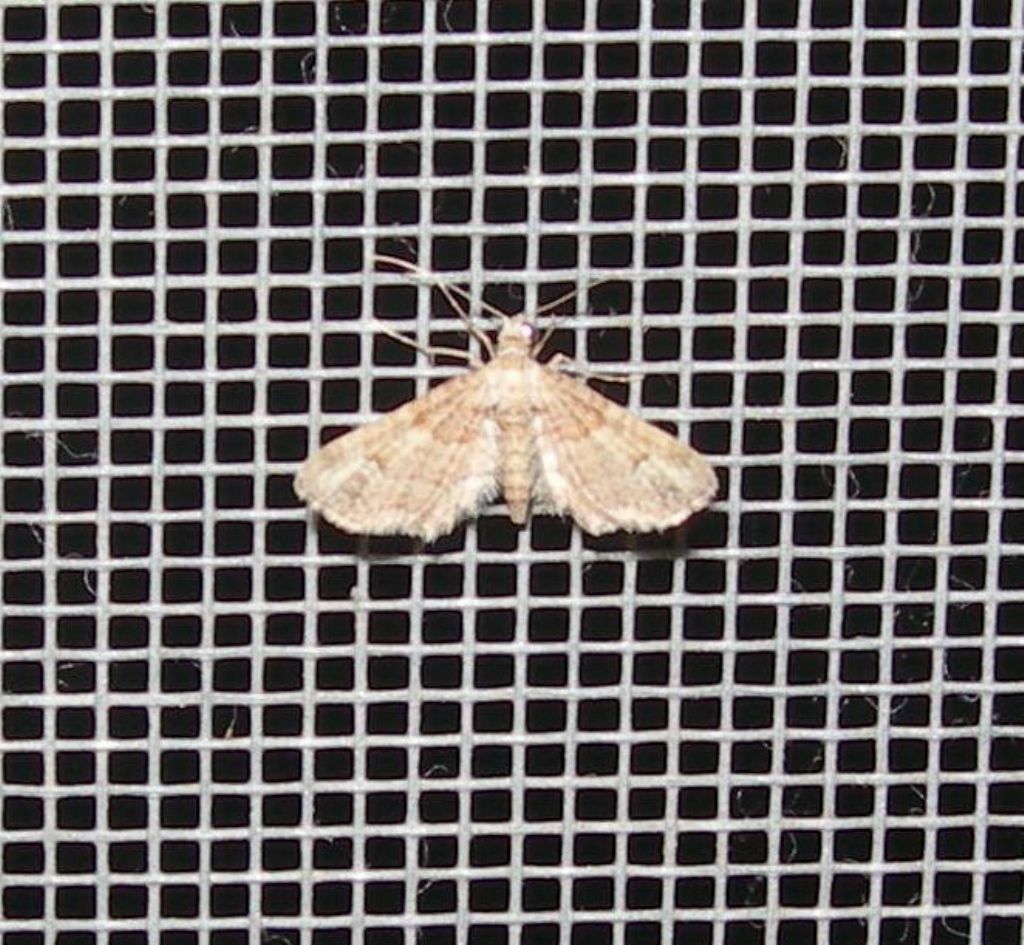 farfallina da id.- Gymnoscelis rufifasciata, Geometridae