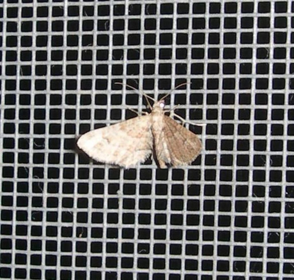 farfallina da id.- Gymnoscelis rufifasciata, Geometridae