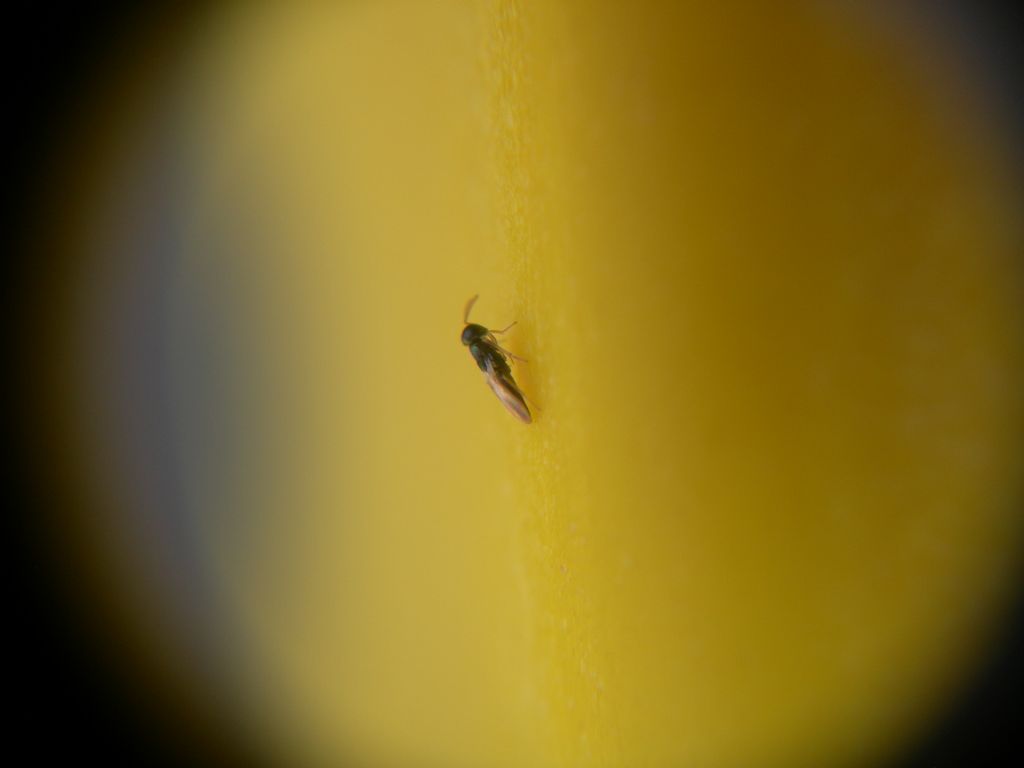 Esemplare microscopico:  fam.  cfr. Pteromalidae