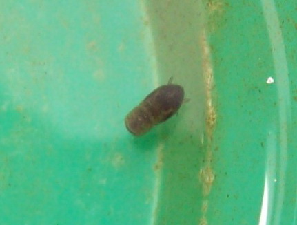 Larva aquatica da identificare