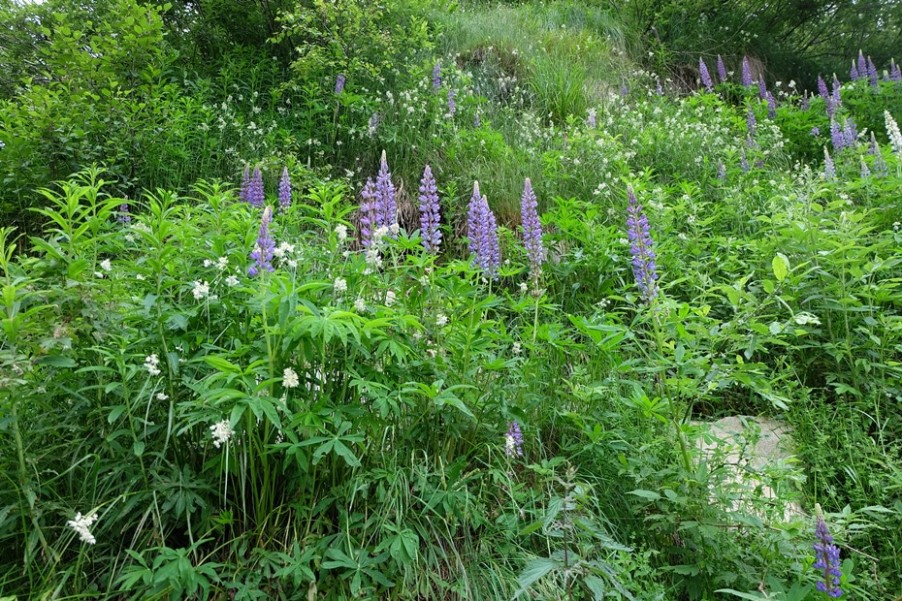 Lupinus polyphyllus / Lupino a foglie numerose