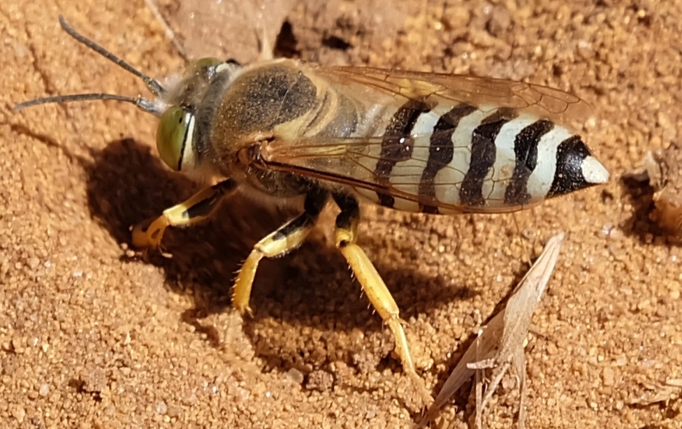 Crabronidae: Bembix cfr. rostrata