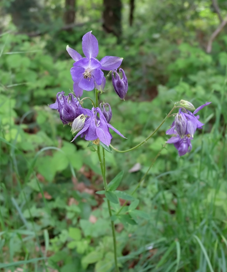 Fiore da id (Piemonte/Biella) - Aquilegia sp.