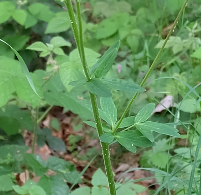 Fiore da id (Piemonte/Biella) - Aquilegia sp.