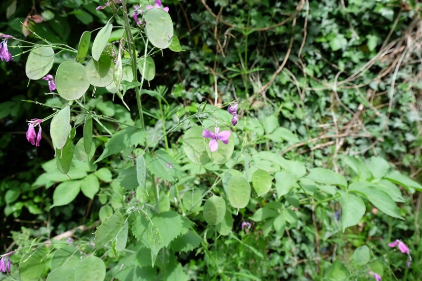 Piemonte/Biella - Lunaria annua