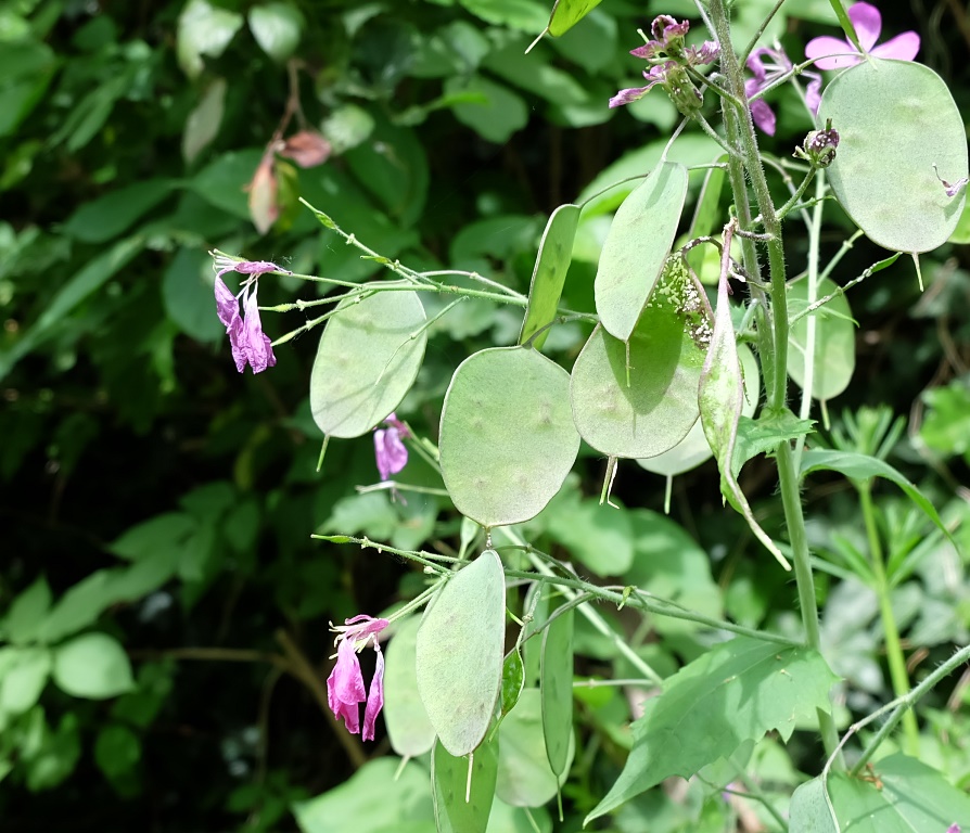 Piemonte/Biella - Lunaria annua