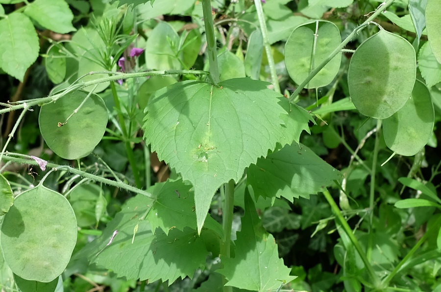 Piemonte/Biella - Lunaria annua