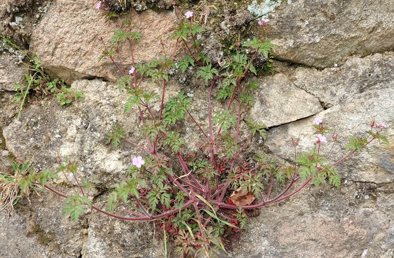 Pianta da ID (Piemonte) - Geranium sp.