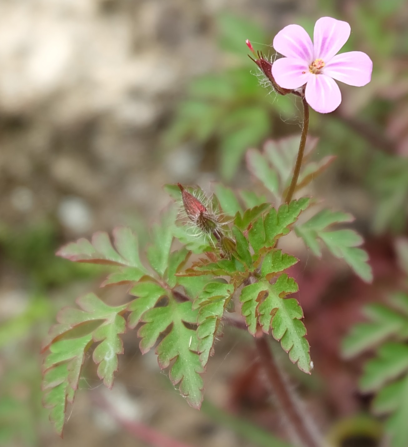 Pianta da ID (Piemonte) - Geranium sp.