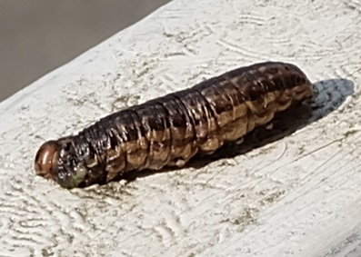 Larva attaccata da stafilinide: cfr. Cerapteryx graminis