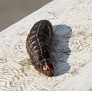 Larva attaccata da stafilinide: cfr. Cerapteryx graminis