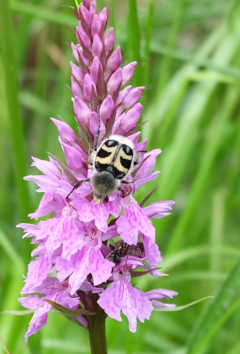 Trichius fasciatus, Cetoniidae