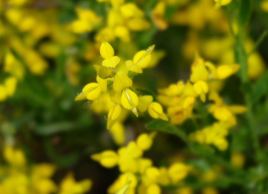 Fiore da id (Piemonte/Biella) 05 - Genista sp.