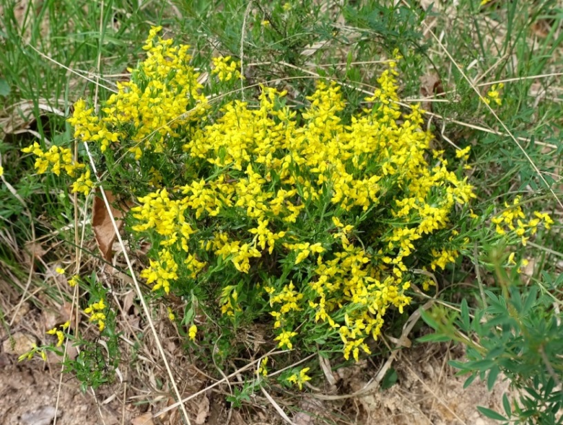 Fiore da id (Piemonte/Biella) 05 - Genista sp.