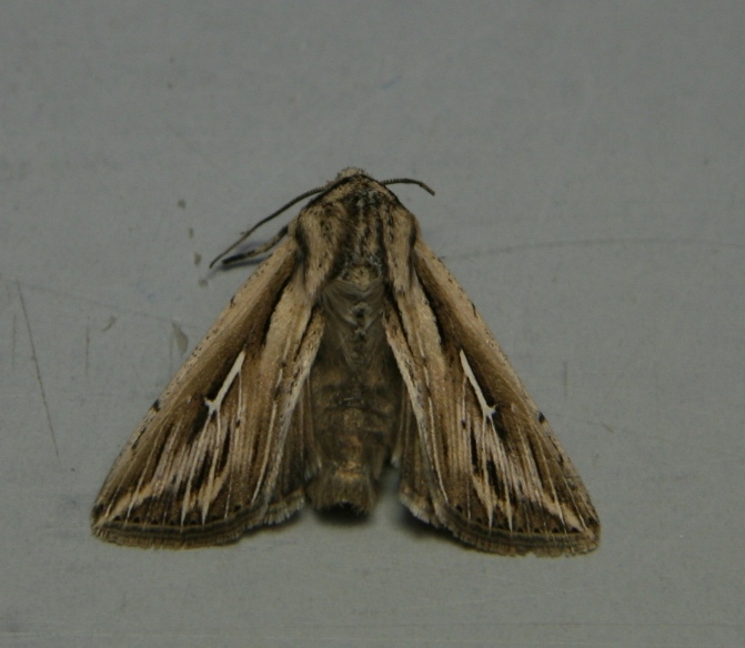 Falena da identificare - Piemonte