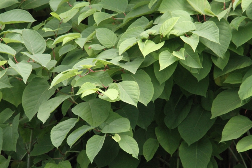 Reynoutria japonica / Poligono del Giappone