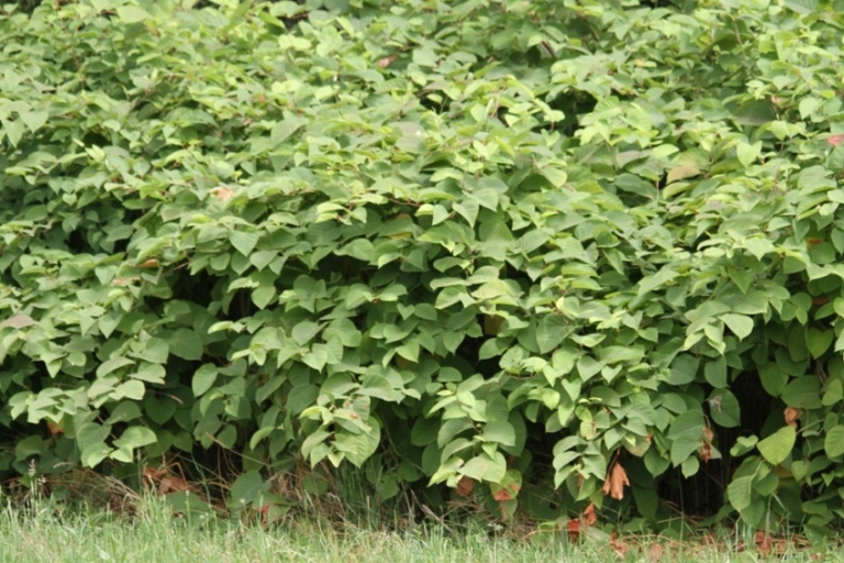 Reynoutria japonica / Poligono del Giappone