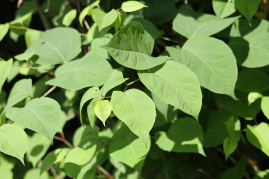 Reynoutria japonica / Poligono del Giappone