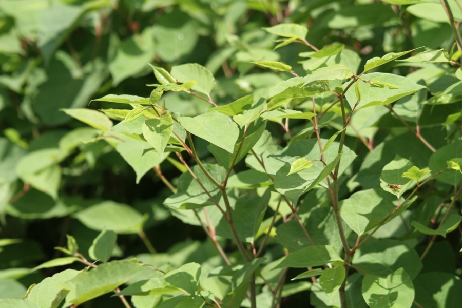 Reynoutria japonica / Poligono del Giappone