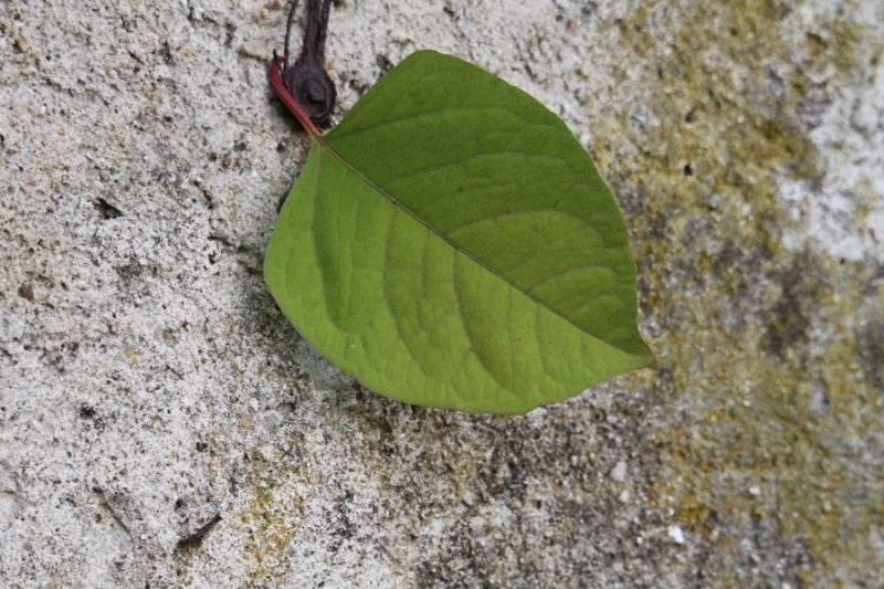 Reynoutria japonica / Poligono del Giappone