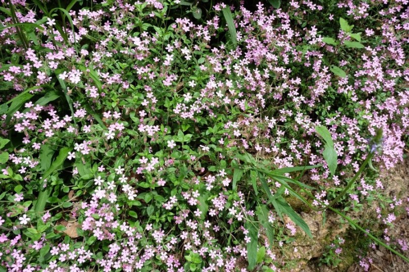 Piemonte/Biella - Saponaria ocymoides