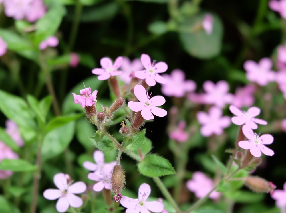 Piemonte/Biella - Saponaria ocymoides