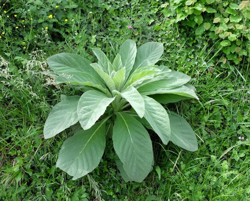 Pianta da id (Piemonte/Biella) 04 - Verbascum sp.