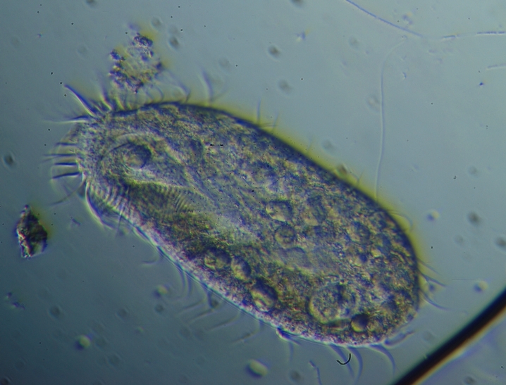 Paramecium