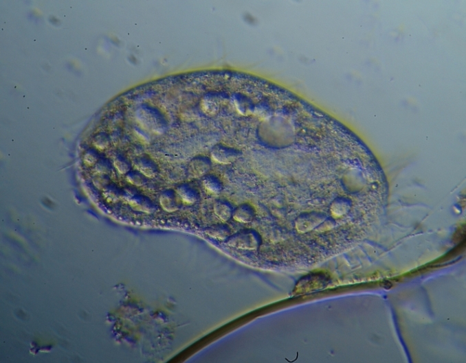 Paramecium