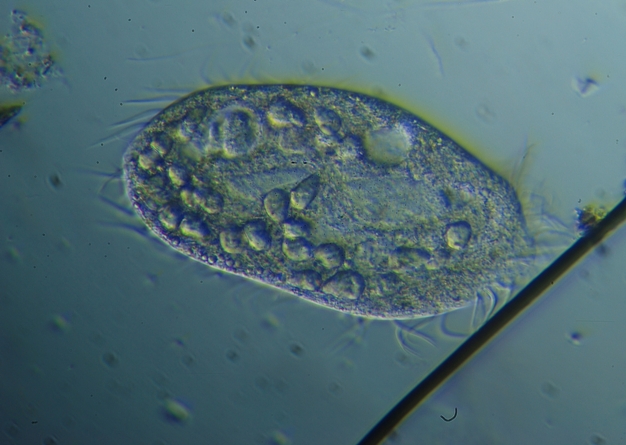 Paramecium