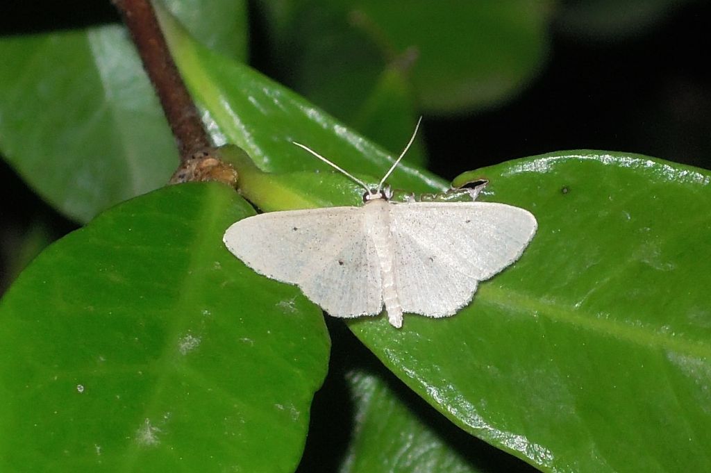 Idaea sp. (Geometridae)